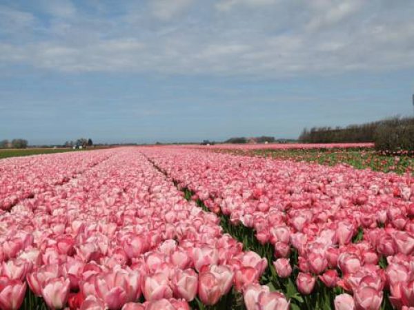 Holiday home Bloemrijk in Limmen