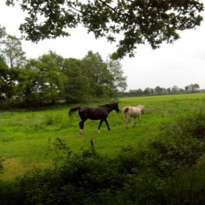 bed en breakfast westerwolde in Sellingen