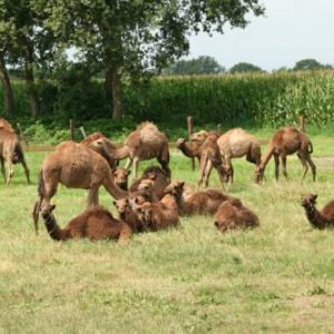 B&B De Kamelenmelkerij in Berlicum