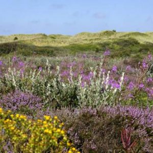 Texelcamping Loodsmansduin in Den Hoorn