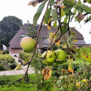 B&B Gasterij de Heihorst in Someren